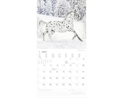 Wandkalender 2027 Blatt für Januar mit einem laufenden Knabstrupper Pferd in einer Schneelandschaft.