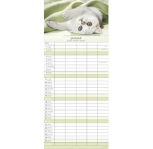Familien-Wandkalender mit weißem Kätzchen und Spalten für Termine, Monatsblatt Januar.
