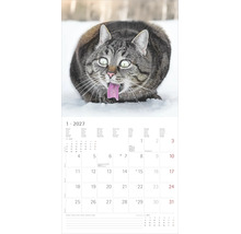 Wandkalender 2027, Monatsblatt Januar mit einer grau getigerten Katze, die im Schnee die Zunge herausstreckt.