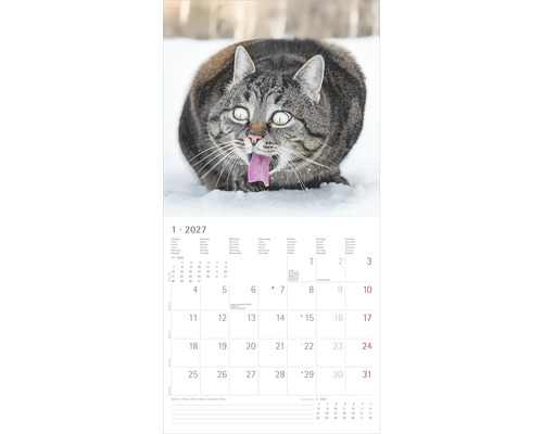 Wandkalender 2027, Monatsblatt Januar mit einer grau getigerten Katze, die im Schnee die Zunge herausstreckt.