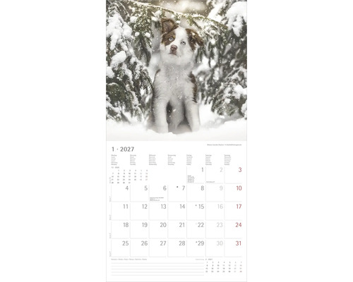 Wandkalender Januar 2027 mit Motiv eines Miniature Australian Shepherd Welpen im verschneiten Winterwald unter einem Ast.