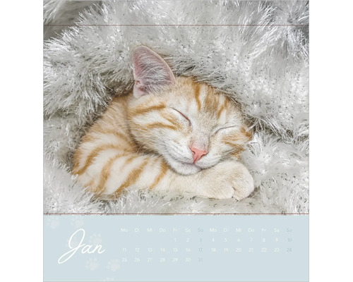 Kalenderblatt Januar mit einer schlafenden, rot-getigerten Katze in flauschigem Material.