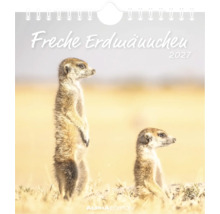 Wandkalender 2027 Freche Erdmännchen mit zwei Erdmännchen in einer hellen Landschaft, Alpha Edition Logo.