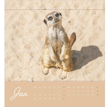 Wandkalender Blatt für Januar mit einem Foto eines Erdmännchens im Sand.