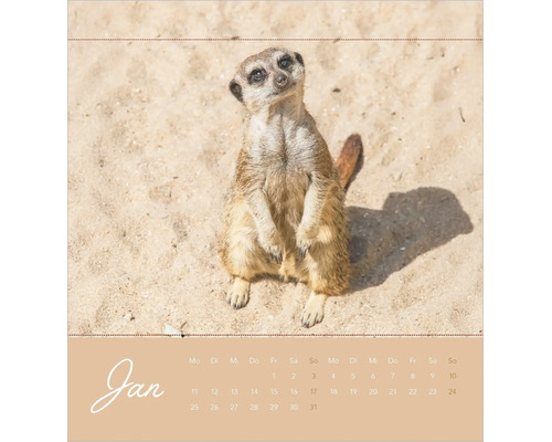 Wandkalender Blatt für Januar mit einem Foto eines Erdmännchens im Sand.