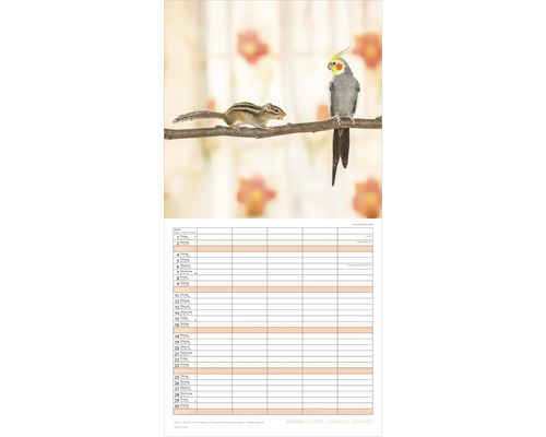 Wandkalender Januar mit Motiv eines Streifenhörnchens und eines Nymphensittichs auf einem Ast über einem Terminplaner.