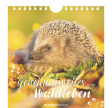 Wandkalender 2027 Geheimnisvolles Waldleben mit einem Igel im Gras und Herbstlaub.