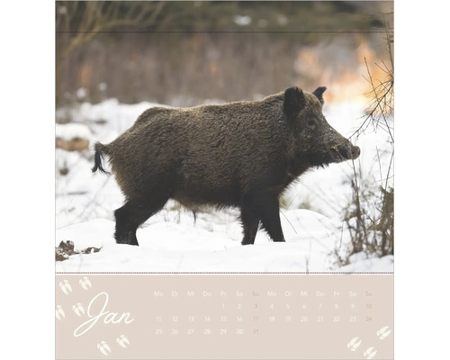 Wandkalender Blatt Januar mit Motiv eines Wildschweins in einer verschneiten Waldlandschaft.