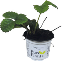 Erdbeerpflanze Fragaria x ananassa Sonata im Pure Plants Topf