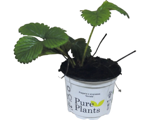 Erdbeerpflanze Fragaria x ananassa Sonata im Pure Plants Topf