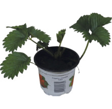 Erdbeerpflanze Fragaria x ananassa Polka im Pflanztopf mit gezackten Blättern.