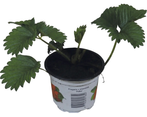 Erdbeerpflanze Fragaria x ananassa Polka im Pflanztopf mit gezackten Blättern.