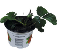 Erdbeerpflanze Fragaria x ananassa Corona im weißen Kunststofftopf mit grünen Blättern.