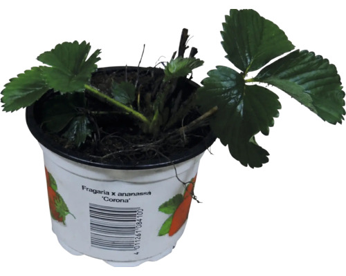 Erdbeerpflanze Fragaria x ananassa Corona im weißen Kunststofftopf mit grünen Blättern.