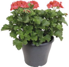 Blühende Geranie Pelargonium zonale mit roten Blüten und grünen Blättern in einem dunklen Kunststofftopf.