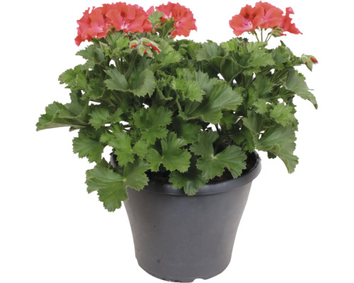 Blühende Geranie Pelargonium zonale mit roten Blüten und grünen Blättern in einem dunklen Kunststofftopf.
