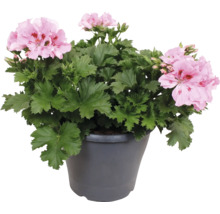 Edelgeranie Pelargonium grandiflorum mit rosa Blüten in einem grauen Pflanztopf.
