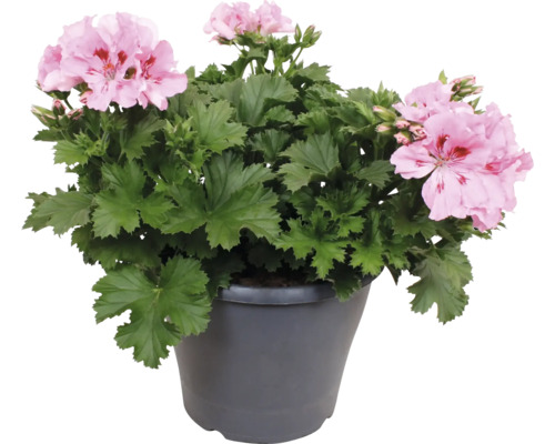 Edelgeranie Pelargonium grandiflorum mit rosa Blüten in einem grauen Pflanztopf.