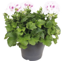 Edelgeranie Pelargonium grandiflorum mit weiß-rosa Blüten im Pflanztopf.