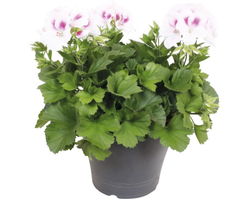 Edelgeranie Pelargonium grandiflorum mit weiß-rosa Blüten im Pflanztopf.