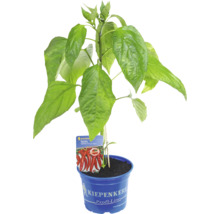 Kiepenkerl Paprika Kekova F1, grüne Gemüsepflanze im blauen Kulturtopf mit Sortenetikett.