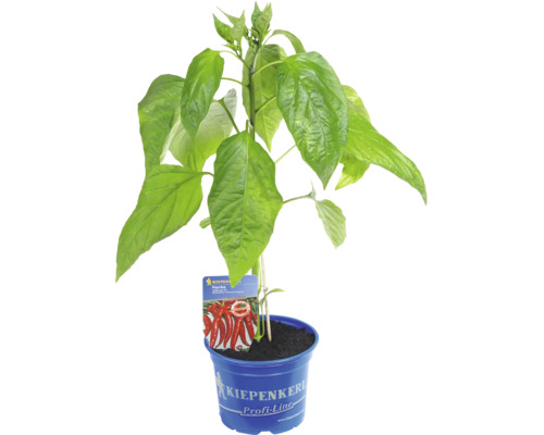 Kiepenkerl Paprika Kekova F1, grüne Gemüsepflanze im blauen Kulturtopf mit Sortenetikett.