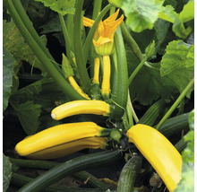 Gelbe Zucchini-Pflanze mit reifenden Früchten und einer Blüte.