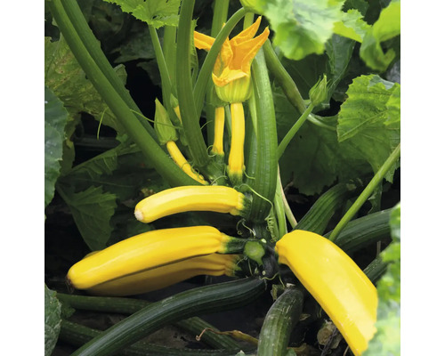 Gelbe Zucchini-Pflanze mit reifenden Früchten und einer Blüte.