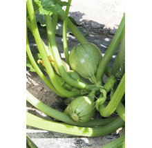 Runde Zucchini-Früchte an der Pflanze im Garten.
