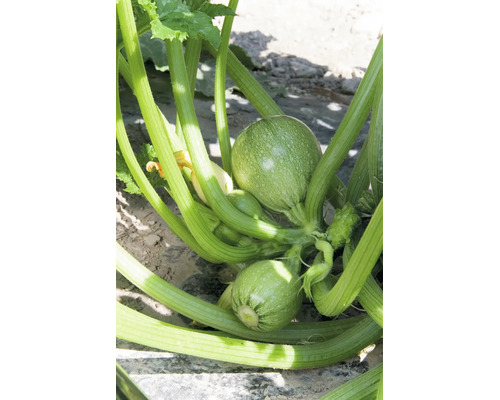 Runde Zucchini-Früchte an der Pflanze im Garten.