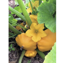 Gelber Patisson Kürbis an der Pflanze mit Blättern und Blüte im Gartenboden.