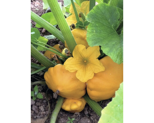 Gelber Patisson Kürbis an der Pflanze mit Blättern und Blüte im Gartenboden.