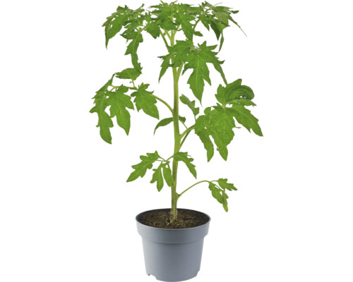 Junge Tomatenpflanze in grauem Topf mit grünen Blättern und Erde.