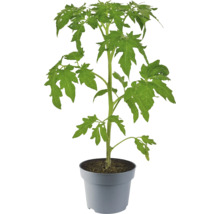 Junge Tomatenpflanze in grauem Topf mit grünen Blättern und Erde.