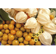 Reife Physalis Früchte mit papierartigen Hüllen und kleinen gelben Blüten.