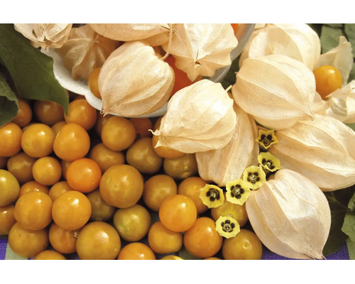 Reife Physalis Früchte mit papierartigen Hüllen und kleinen gelben Blüten.