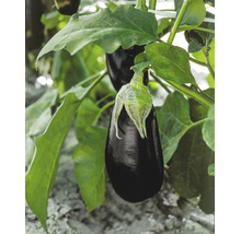 Eine dunkle Aubergine wächst an einer Pflanze mit grünen Blättern im Gemüsegarten.