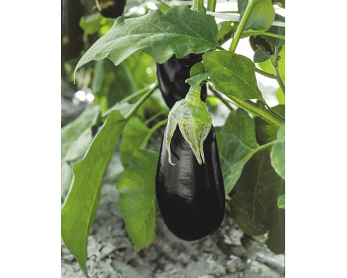 Eine dunkle Aubergine wächst an einer Pflanze mit grünen Blättern im Gemüsegarten.