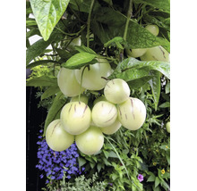 Birnenmelone Pepino Solanum muricatum mit cremefarbenen gestreiften Früchten an grünen Zweigen.