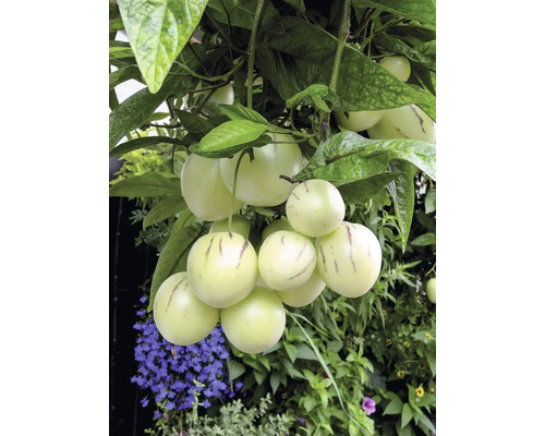 Birnenmelone Pepino Solanum muricatum mit cremefarbenen gestreiften Früchten an grünen Zweigen.