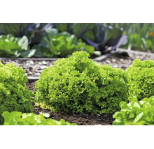 Frischer Lollo Bionda Salat mit krausen Blättern wächst im Gartenbeet.