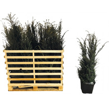 Immergrüne Heckenpflanzen Taxus baccata in einer Holzkiste auf einer Palette sowie eine einzelne Pflanze im Topf.