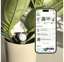 Intelligenter Pflanzensensor in einem Blumentopf neben einem Smartphone mit einer App zur Pflanzenpflege.