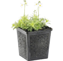 Wasserpflanze mit gefiederten grünen Blättern und kleinen weißen Blüten in einem schwarzen Kunststoff-Pflanzkorb.