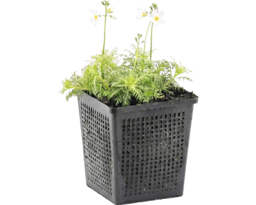 Wasserpflanze mit gefiederten grünen Blättern und kleinen weißen Blüten in einem schwarzen Kunststoff-Pflanzkorb.
