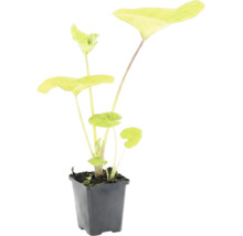Zimmerpflanze Alocasia mit großen gelb-grünen herzförmigen Blättern in schwarzem Kunststofftopf.