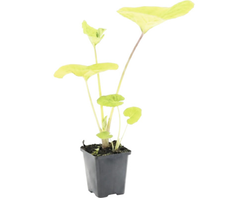 Zimmerpflanze Alocasia mit großen gelb-grünen herzförmigen Blättern in schwarzem Kunststofftopf.