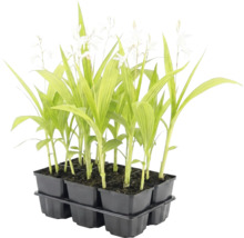 Set mit 6 jungen Pflanzen mit grünen, länglichen Blättern und weißen Blüten in einer schwarzen Kunststoffpalette.
