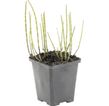 Schachtelhalm Equisetum hyemale im schwarzen quadratischen Kunststofftopf.