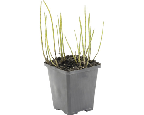 Schachtelhalm Equisetum hyemale im schwarzen quadratischen Kunststofftopf.